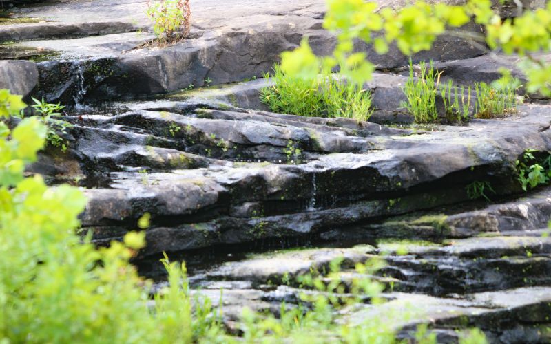 10-Year Forest Management Plan Update: Invasive Species Removal to Begin in Priority Zone