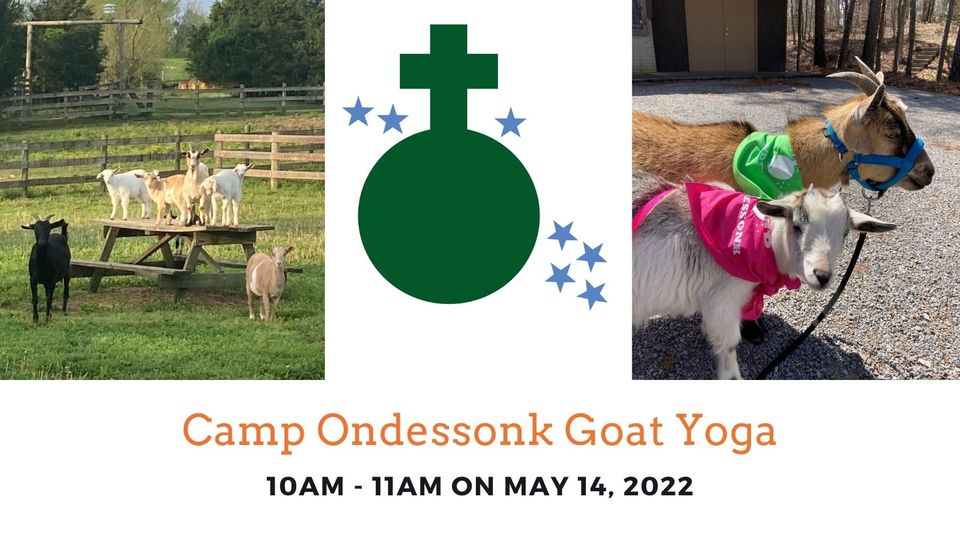 Camp ondesk goat yoga.