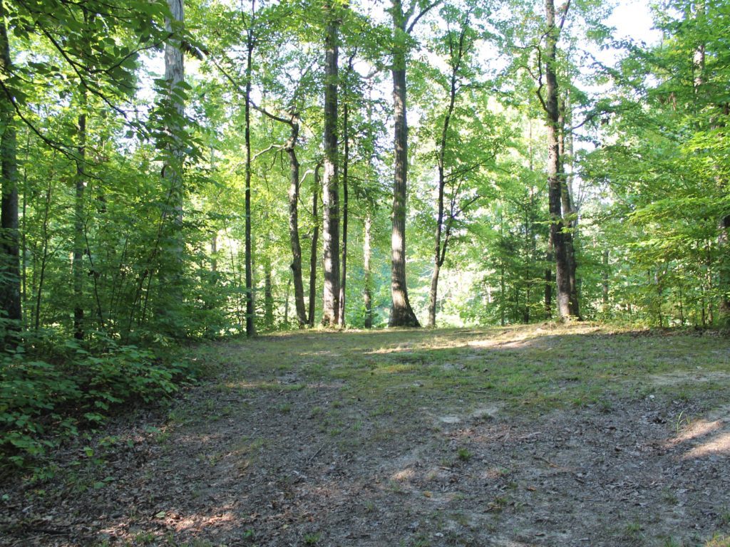 Forest clearing with tall trees.