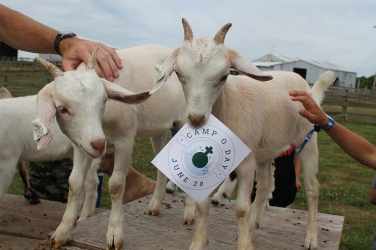 Celebrate 64 Summers of Memories, Camp O Day at Camp Ondessonk.  Two Goats holding a Camp O Day Sign.
