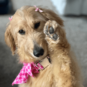 Golden doodle dog waving hello.