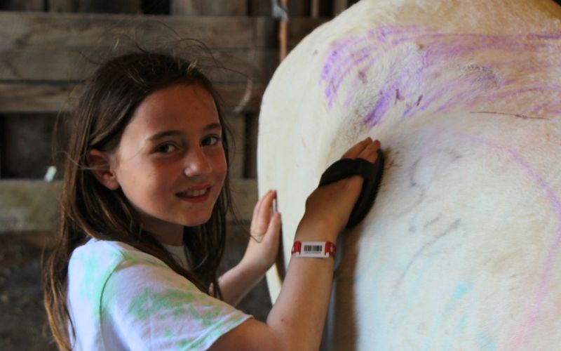 Girl grooming a chalk-marked white horse