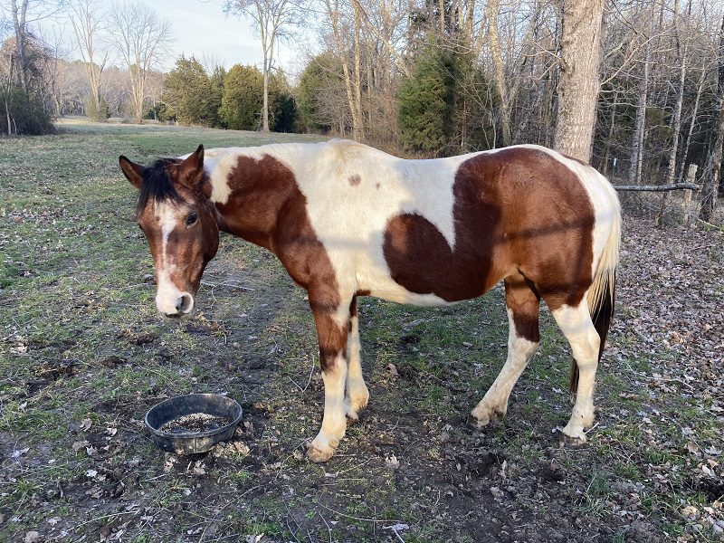 Brown and white horse in field.