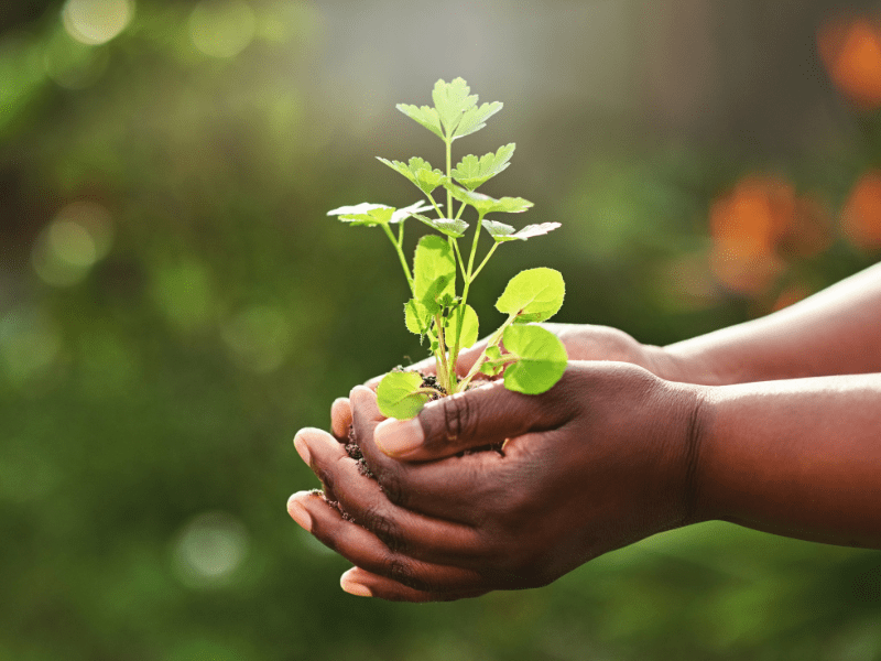 Hands holding a small green plant.