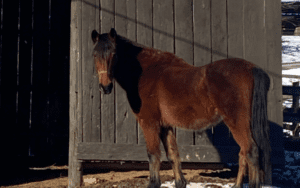 Brown horse standing by wooden fence.