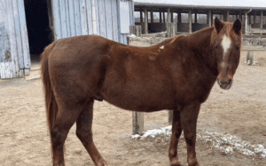 Brown horse standing near barn.