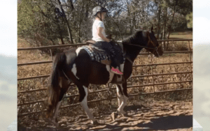Girl riding pinto horse in arena.