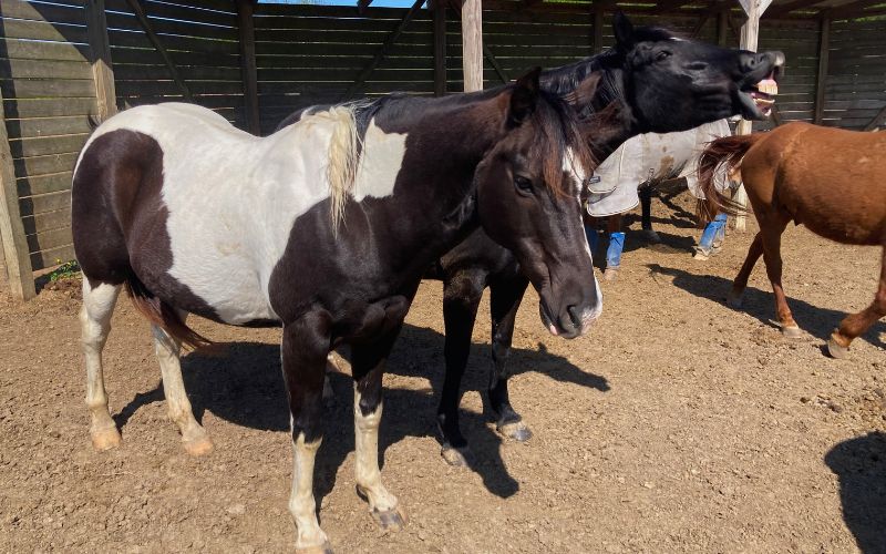Meet the Newest Members of the Camp Ondessonk Herd - Memphis