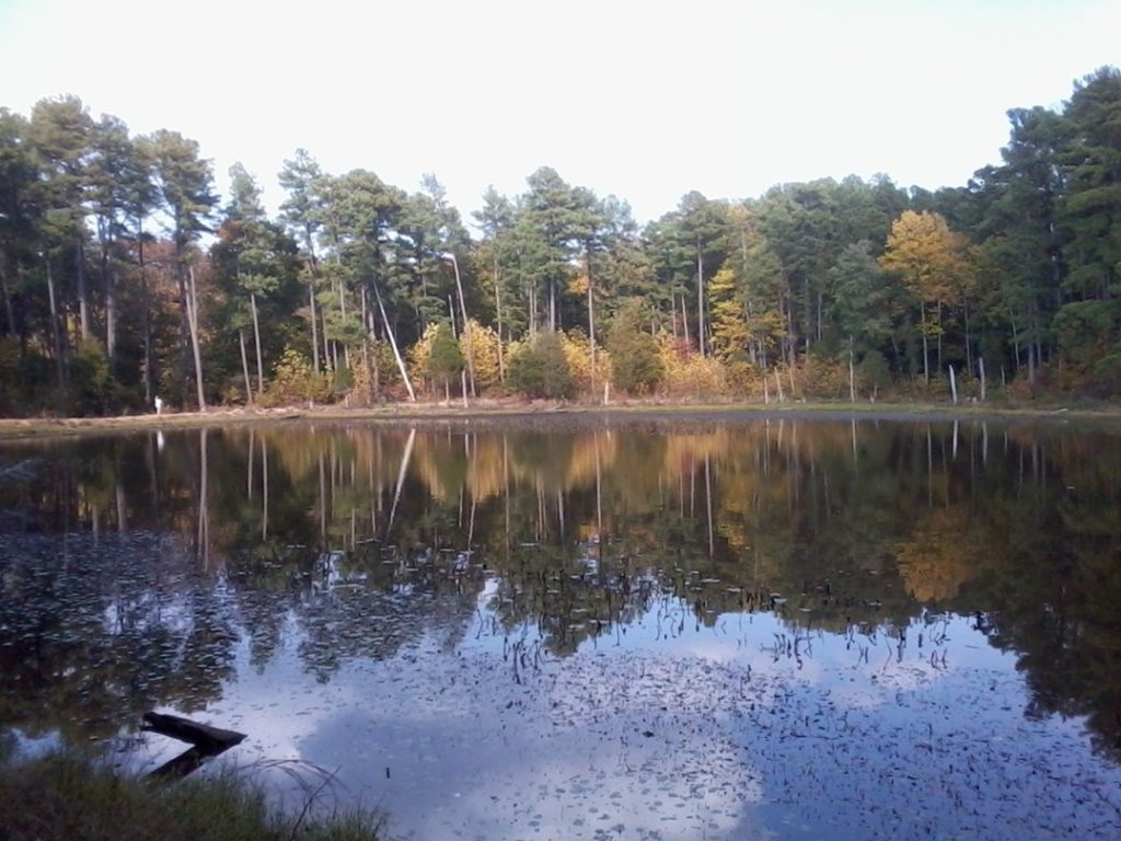 A primitive pond in a wooded area.