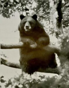 Black bear sitting on a tree branch.