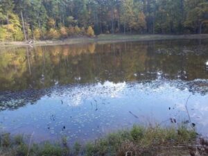 A still pond surrounded by trees.
