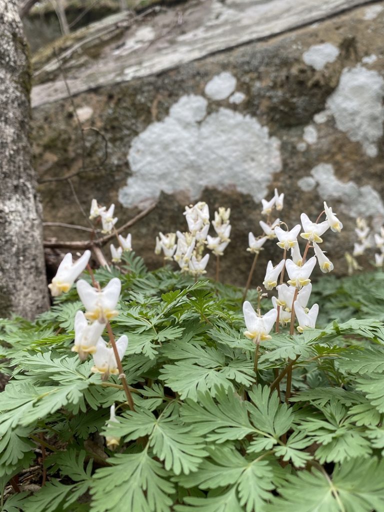 Waterfalls, Wildflowers, and Wineries Weekend Ondessonk