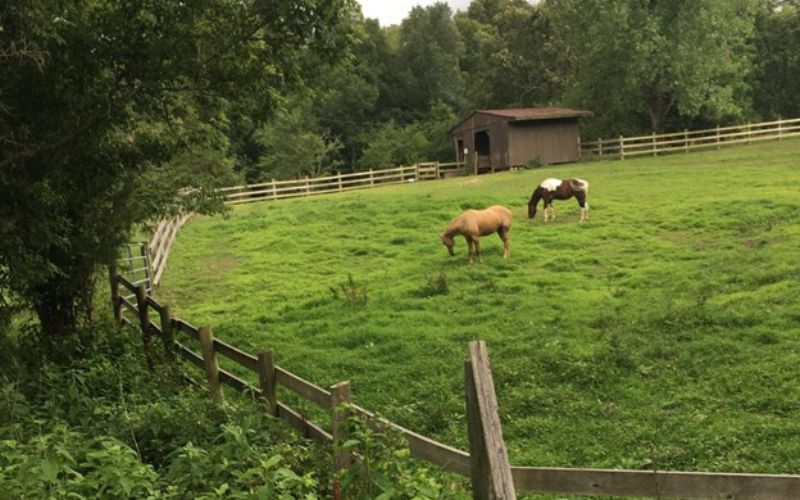 When Do We Get to Go Horsebacking Riding? Camp Ondessonk Stables - Part One