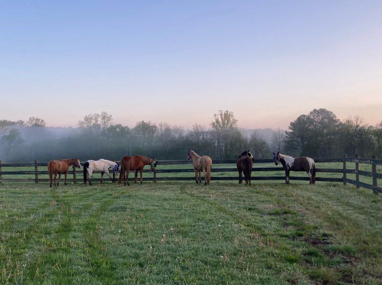 Six horses graze in a foggy field.